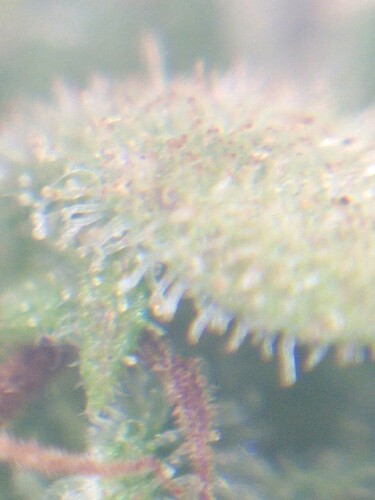 Growreport Bild 5