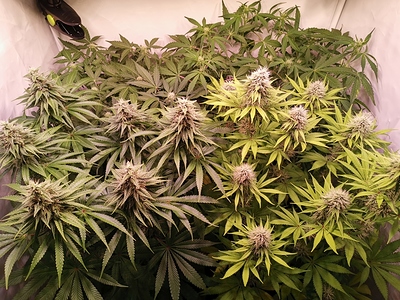 Growreport Bild 1