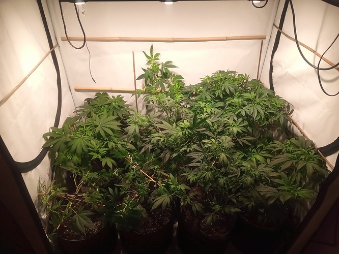 Growreport Bild 31