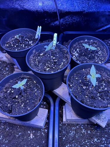 Growreport Bild 18