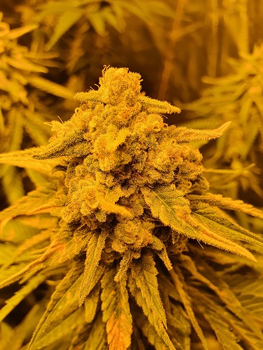 Growreport Bild 16