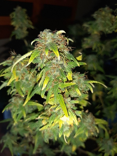 Growreport Bild 9