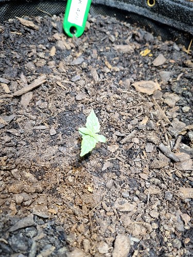 Growreport Bild 5