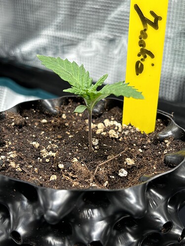 Growreport Bild 5