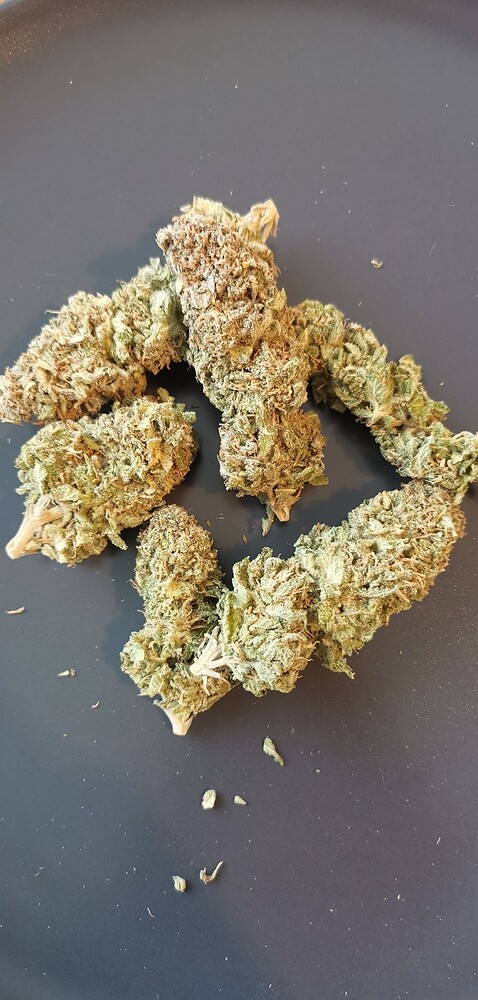 Entspannter erster Indoor-Grow (feat. Florganics, Blumat & SANlight)