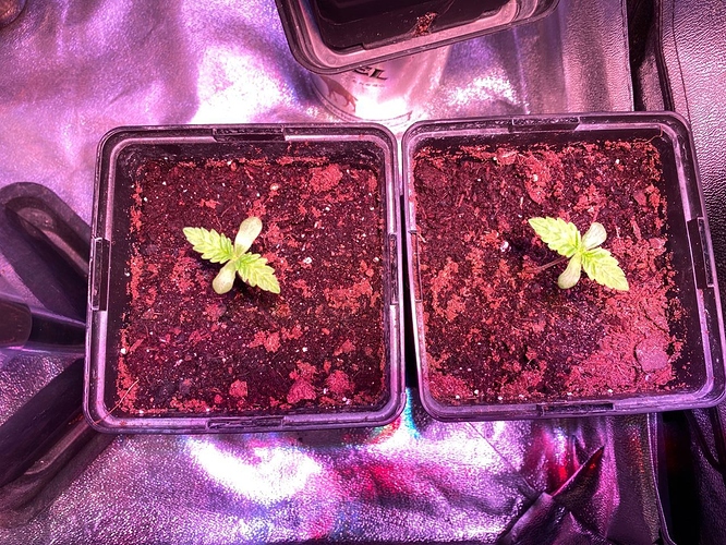 Growreport Bild 21