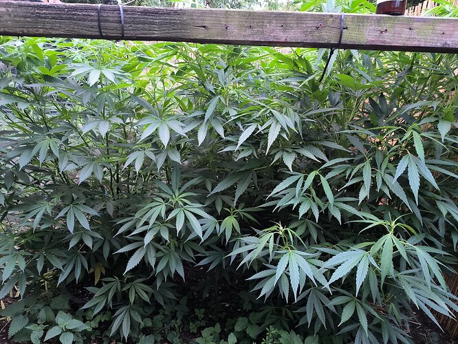 Growreport Bild 13
