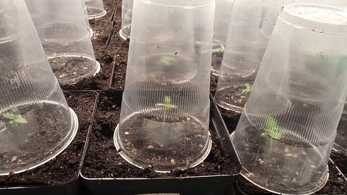 Growreport Bild 60