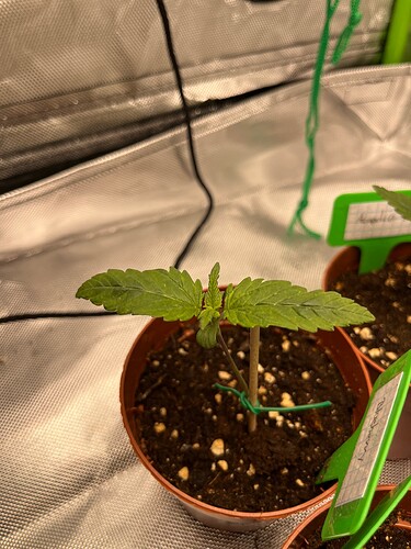Growreport Bild 3