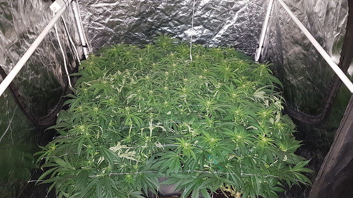 Growreport Bild 9