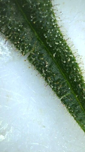 Growreport Bild 21