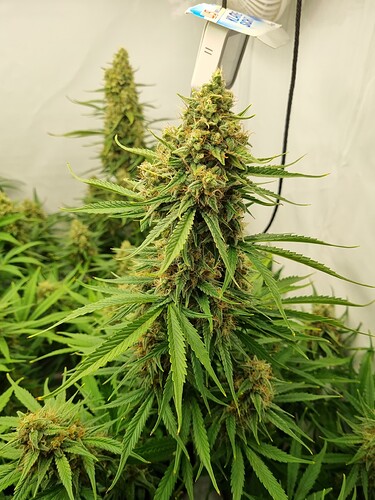 Growreport Bild 3