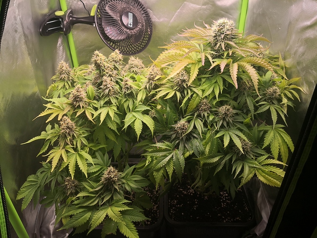 Growreport Bild 12