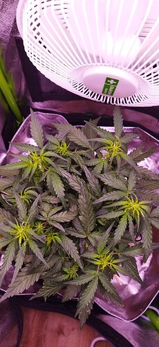 Growreport Bild 59