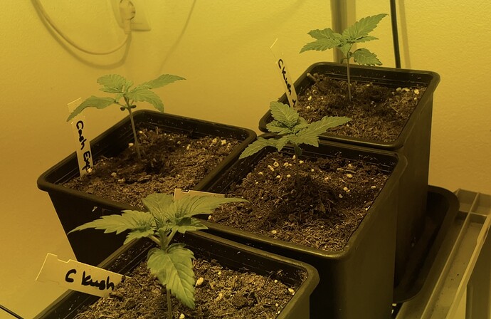 Growreport Bild 5