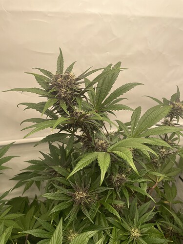 Growreport Bild 5