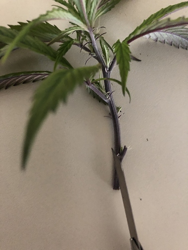 Growreport Bild 9