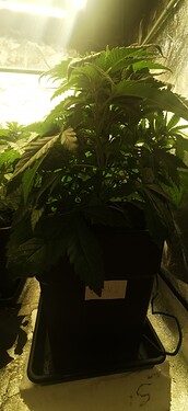 Growreport Bild 33