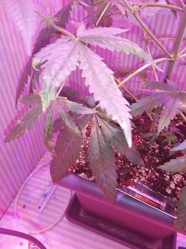 Growreport Bild 4