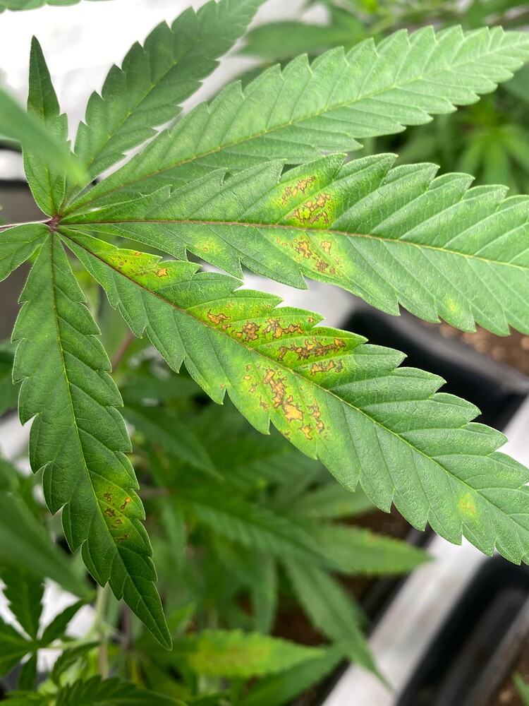 Braune Flecken auf den blättern GrowProbleme Forum