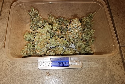 Growreport Bild 1