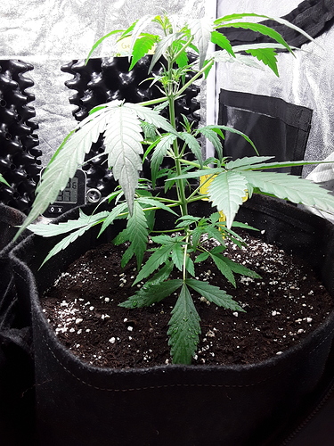 Growreport Bild 18