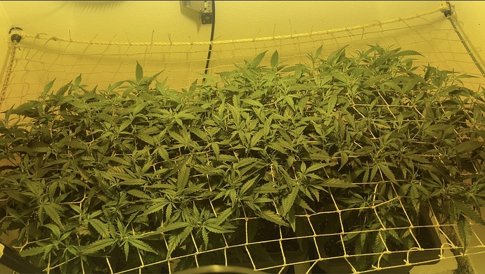 Growreport Bild 2