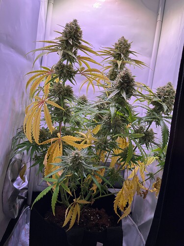 Growreport Bild 45