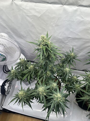 Growreport Bild 4