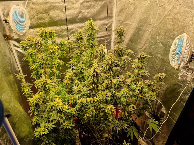 Growreport Bild 32