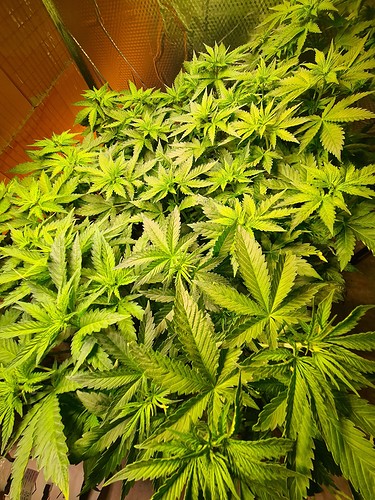 Viele junge Cannabis-Pflanzen in der Wachstumsphase, dicht beieinander stehend, mit hellgrünen Blättern.