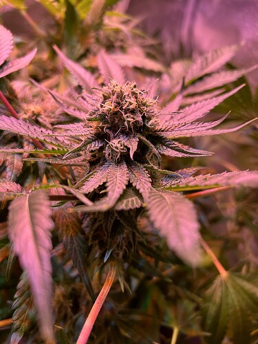 Growreport Bild 11