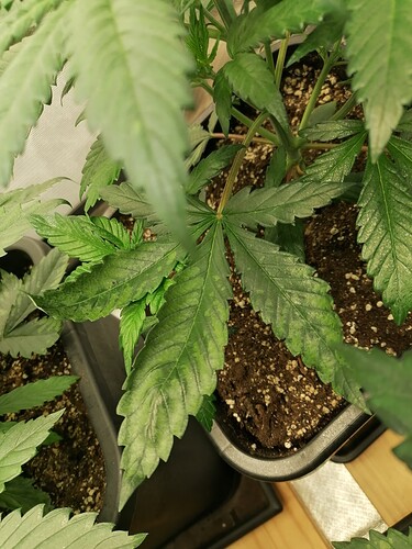 Growreport Bild 14