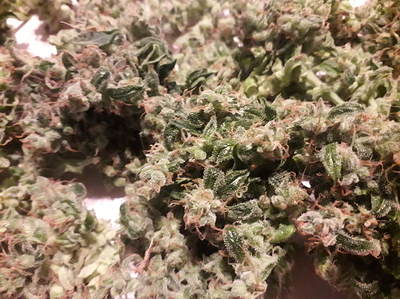 Growreport Bild 2