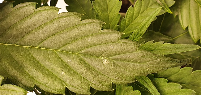 Growreport Bild 4