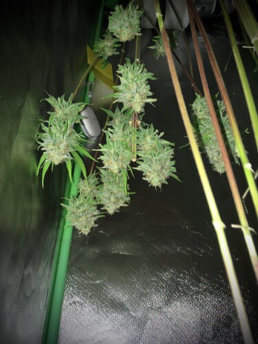 Growreport Bild 9