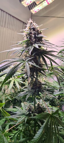 Growreport Bild 8