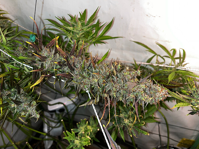 Growreport Bild 6