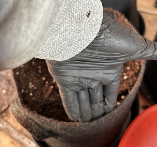 Growreport Bild 115