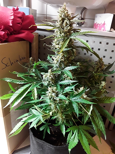 Growreport Bild 1