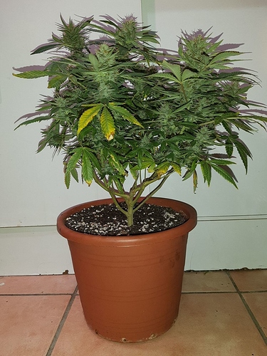 Growreport Bild 4