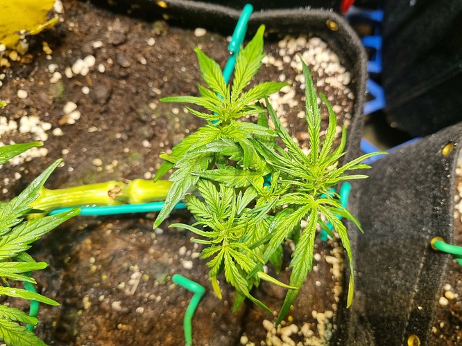 Growreport Bild 15