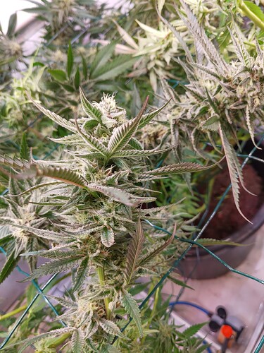 Growreport Bild 3