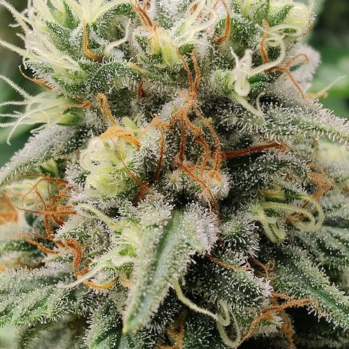 Growreport Bild 17