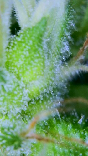 Growreport Bild 6