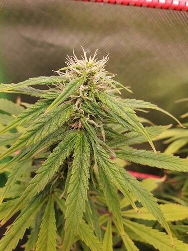 Growreport Bild 2