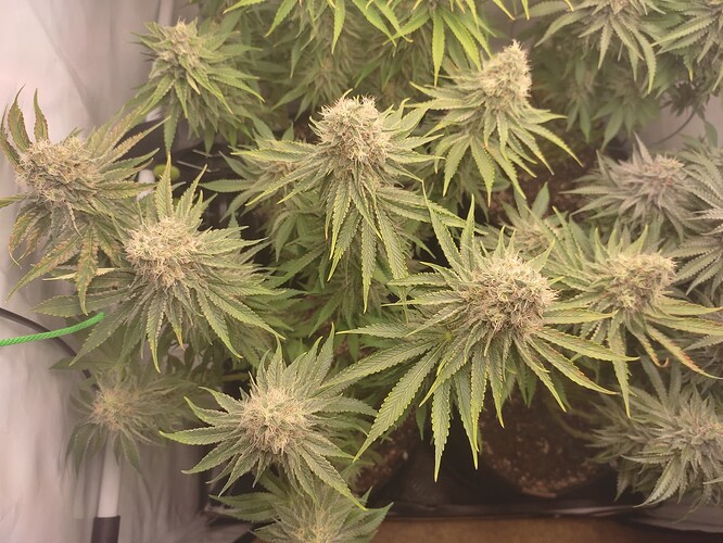 Growreport Bild 11