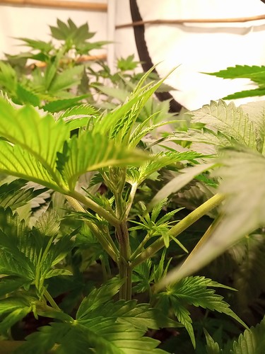 Growreport Bild 53