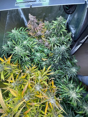 Growreport Bild 2