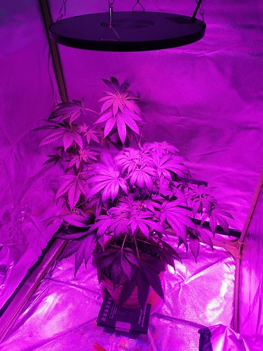 16395686685152076589764422830743